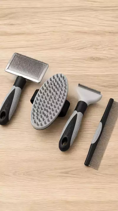 Various dog grooming tools laid out neatly