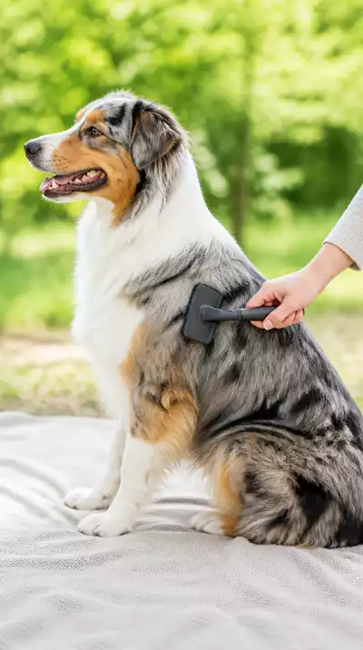 Dog being groomed before a hike, with a brush and comb
