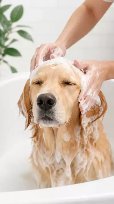 Dog getting a gentle bath with dog-safe shampoo